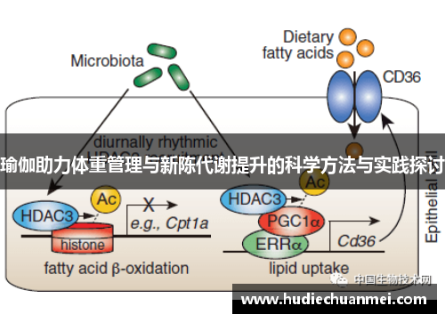 瑜伽助力体重管理与新陈代谢提升的科学方法与实践探讨